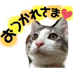 [LINEスタンプ] ちばさんちのにゃんこ