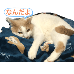 [LINEスタンプ] 我が家の可愛い癒し