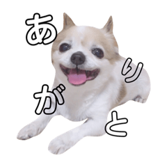 [LINEスタンプ] ponberrychan