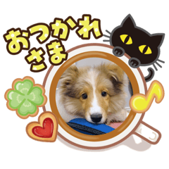 [LINEスタンプ] シェルティのヴェル君