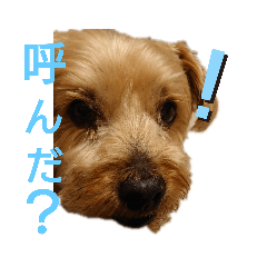 [LINEスタンプ] うちの癒しっ仔