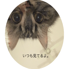 [LINEスタンプ] てりねこスタンプ