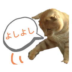 [LINEスタンプ] めんこいねこ