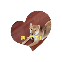 [LINEスタンプ] 柴犬の気持