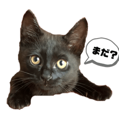[LINEスタンプ] マルセロスタンプ1