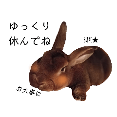 [LINEスタンプ] 実写うさぎのぶりちゃん