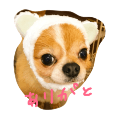 [LINEスタンプ] かん太の一言
