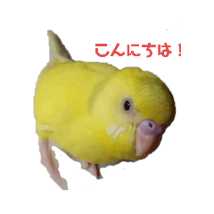 [LINEスタンプ] 黄色いインコのスタンプ(セキセイインコ)