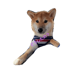 [LINEスタンプ] 柴犬パラダイス☆彡