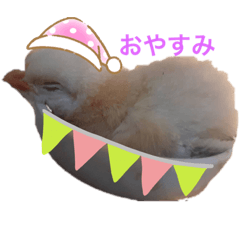 [LINEスタンプ] ピヨみと過ごす日び
