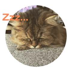 [LINEスタンプ] うちのいきもの