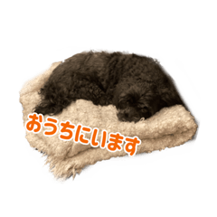 [LINEスタンプ] コロちゃんファミリーの日常2