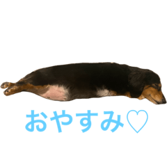 [LINEスタンプ] ダックスフントのあびちゃん