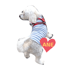 [LINEスタンプ] 大好きあねちゃん
