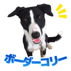[LINEスタンプ] とにかくボーダーコリー くろまめノーマル