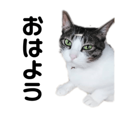 [LINEスタンプ] まきこのネコ