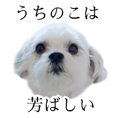 [LINEスタンプ] 煽り犬3〜かわいいから辛辣〜