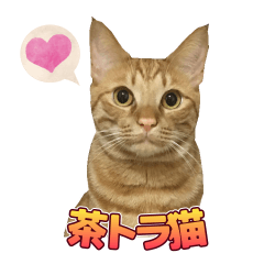 [LINEスタンプ] 茶トラ猫チャーリのスタンプライフ ver1