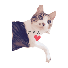 [LINEスタンプ] 野良猫べーさん
