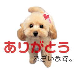 [LINEスタンプ] トイプードル～らーちゃんとぷーくん～