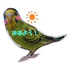 [LINEスタンプ] インコのまめです