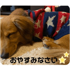 [LINEスタンプ] ダックスのくーたん