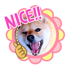 [LINEスタンプ] 柴犬  コタローだよ