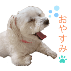 [LINEスタンプ] コロンちゃんのひとりごと