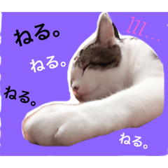 [LINEスタンプ] ろーりーにゃーちゃん
