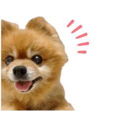 [LINEスタンプ] ポメラニアンのポロ