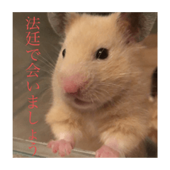 [LINEスタンプ] きんくまのぽて子
