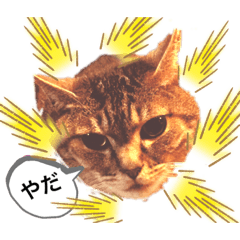 [LINEスタンプ] とらぢだよ