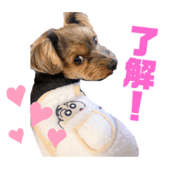 [LINEスタンプ] そらまるとちゃちゃたろう