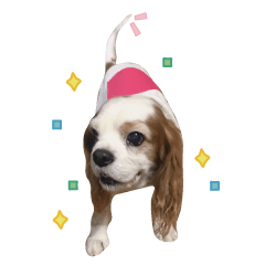[LINEスタンプ] 毎日ミロちゃん