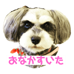 [LINEスタンプ] ミニチュアシュナウザーのわらび