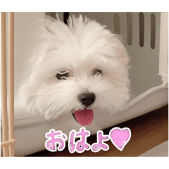 [LINEスタンプ] スーパーシロ♡♡