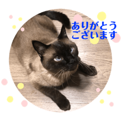 [LINEスタンプ] 家の可愛い空くん