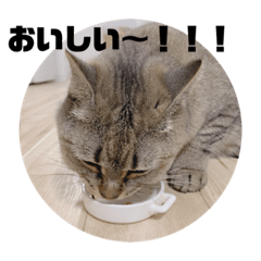 [LINEスタンプ] ねこ と くらす