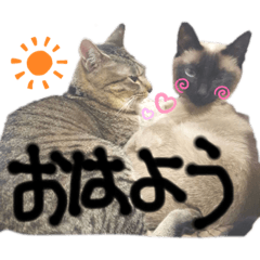 [LINEスタンプ] 伊藤家の猫様