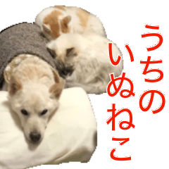 [LINEスタンプ] うちの いぬ ねこ