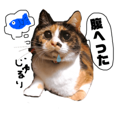 [LINEスタンプ] ぶちぶちのギズモ