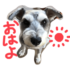 [LINEスタンプ] 毎日ジミー