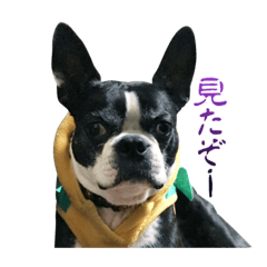 [LINEスタンプ] Boston terrier RUI2