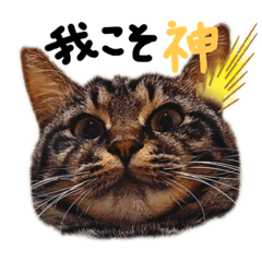 [LINEスタンプ] ねこねこねっこさん