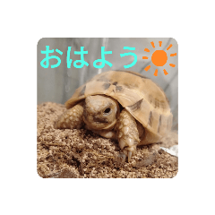 [LINEスタンプ] ギリシャリクガメ