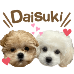 [LINEスタンプ] ぱむまるスタンプ
