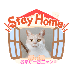 [LINEスタンプ] お家が一番 みるたんおもしろスタンプ