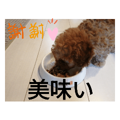 [LINEスタンプ] 僕の犬の日常生活2