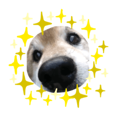 [LINEスタンプ] ぽんすけの日々