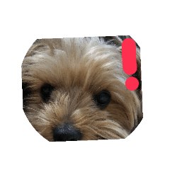 [LINEスタンプ] まめのきもちスタンプ！